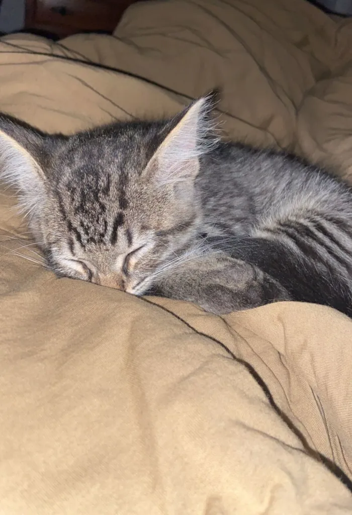 Gato raça SRD-ViraLata idade 2 a 6 meses nome Sem nome