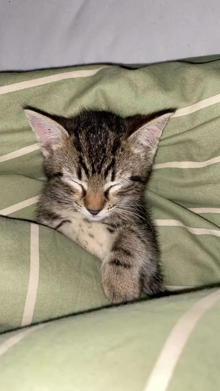 Gato raça SRD-ViraLata idade 2 a 6 meses nome Sem nome