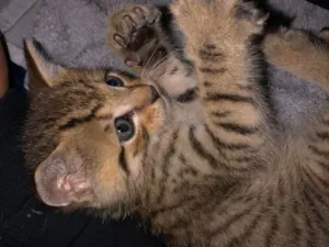 Gato raça SRD-ViraLata idade 2 a 6 meses nome Sem nome