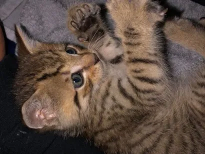 Gato raça SRD-ViraLata idade 2 a 6 meses nome Sem nome