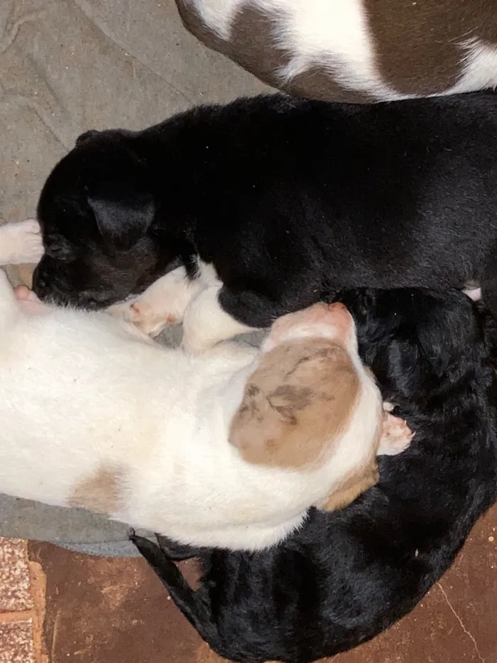Cachorro raça SRD-ViraLata idade Abaixo de 2 meses nome Filhotes 