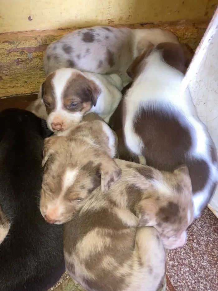 Cachorro raça SRD-ViraLata idade Abaixo de 2 meses nome Filhotes 