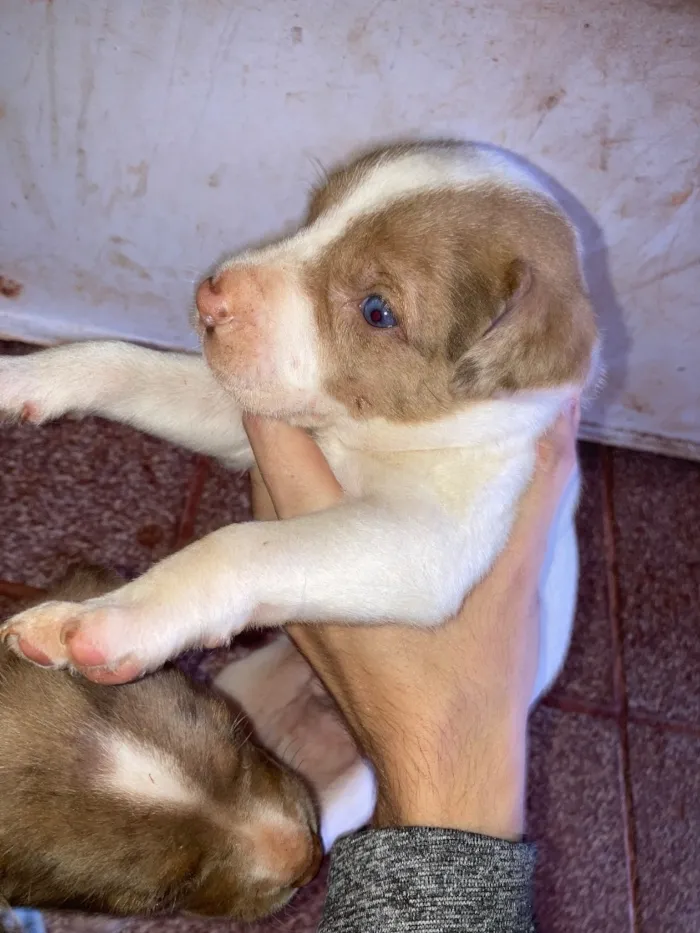 Cachorro raça SRD-ViraLata idade Abaixo de 2 meses nome Filhotes 