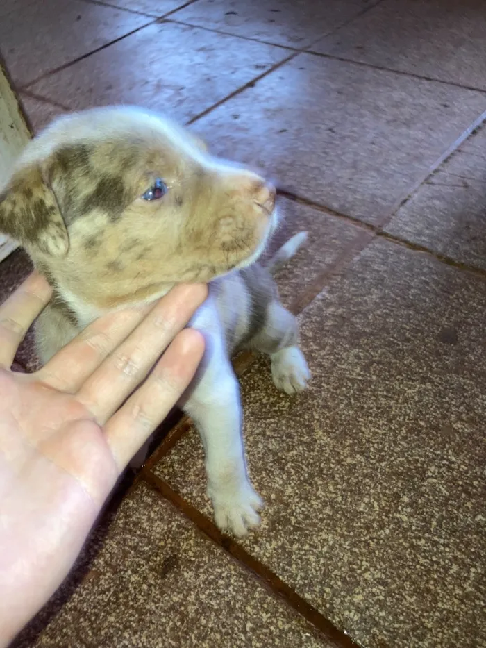 Cachorro raça SRD-ViraLata idade Abaixo de 2 meses nome Filhotes 
