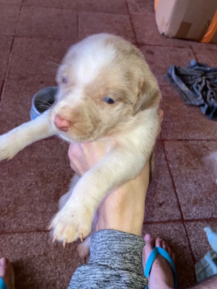 Cachorro raça SRD-ViraLata idade Abaixo de 2 meses nome Filhotes 