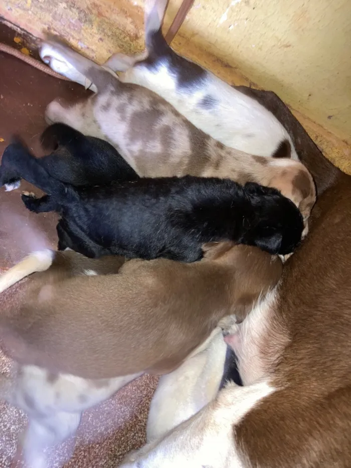 Cachorro raça SRD-ViraLata idade Abaixo de 2 meses nome Filhotes 