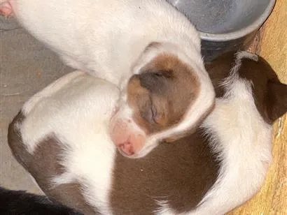 Cachorro raça SRD-ViraLata idade Abaixo de 2 meses nome Filhotes 