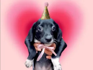 Cachorro raça SRD-ViraLata idade 2 a 6 meses nome Cookie bb2meses