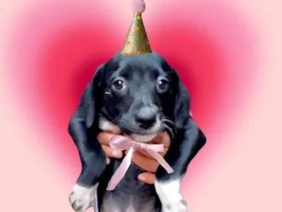 Cachorro raça SRD-ViraLata idade 2 a 6 meses nome Cookie bb2meses