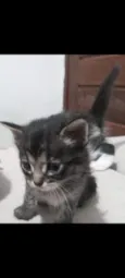 Tigrinho