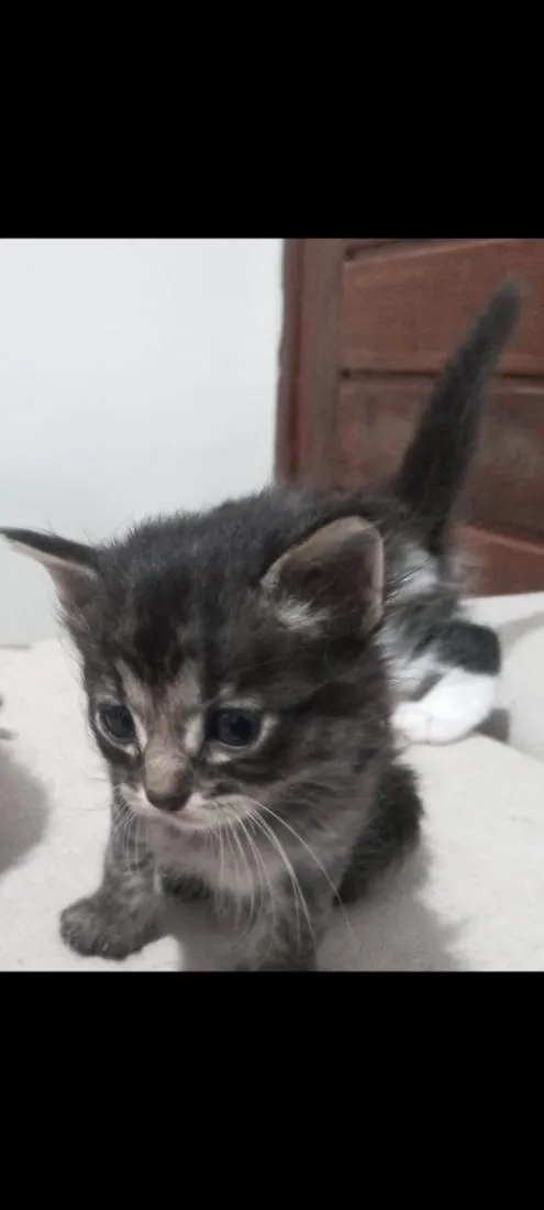 Gato raça SRD-ViraLata idade Abaixo de 2 meses nome Tigrinho