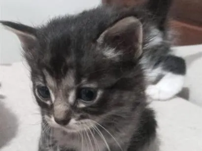 Gato raça SRD-ViraLata idade Abaixo de 2 meses nome Tigrinho