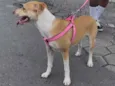Amora 