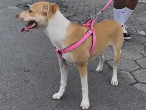 Cachorro raça SRD-ViraLata idade 2 anos nome Amora 