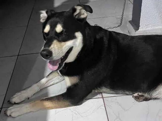Cachorro raça SRD-ViraLata idade 3 anos nome Pietra 