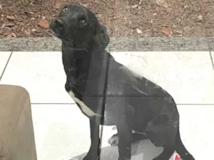 Cachorro raça SRD-ViraLata idade 2 anos nome Kira