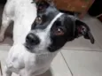 Nikito