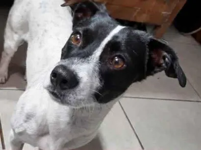 Cachorro raça SRD-ViraLata idade 2 anos nome Nikito