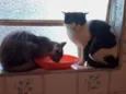frajola  gata