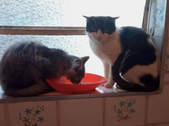 Gato raça SRD-ViraLata idade 2 a 6 meses nome frajola  gata
