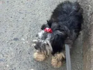 Cachorro raça SRD-ViraLata idade 2 a 6 meses nome Yuc