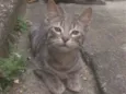 Lince