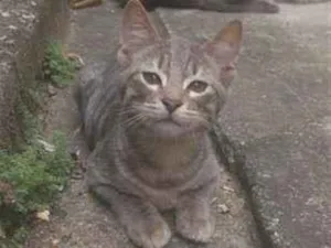 Gato raça SRD-ViraLata idade 2 a 6 meses nome Lince