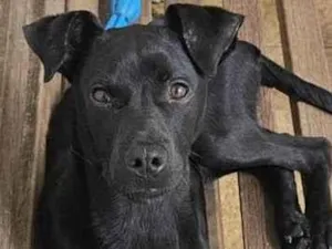 Cachorro raça SRD-ViraLata idade 7 a 11 meses nome Black