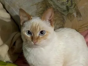 Gato raça Seila idade 7 a 11 meses nome Polaco 