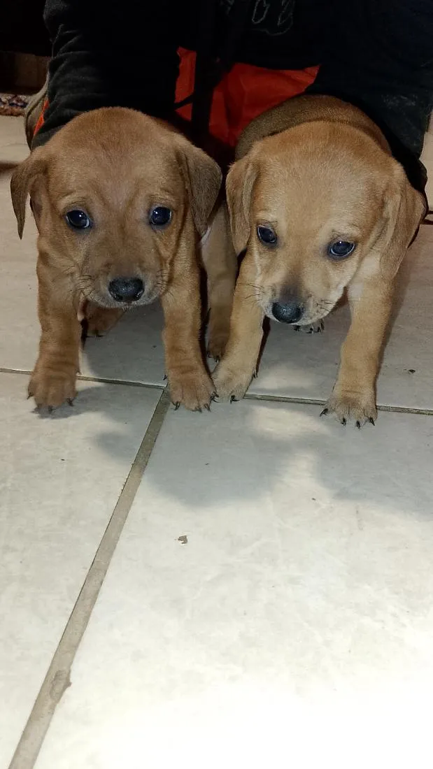 Cachorro raça SRD-ViraLata idade 2 a 6 meses nome sem nomes