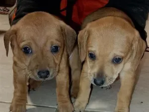 Cachorro raça SRD-ViraLata idade 2 a 6 meses nome sem nomes