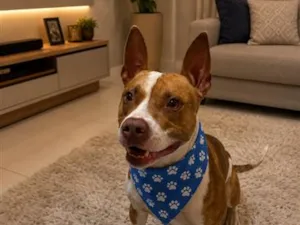 Cachorro raça Pit-Bull idade 2 anos nome Armani 