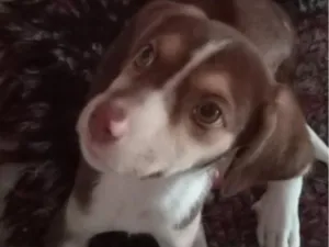 Cachorro raça SRD-ViraLata idade 2 a 6 meses nome Maya
