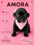 Amora