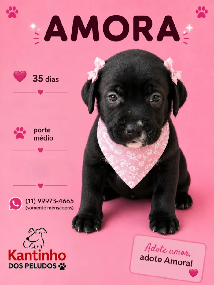 Cachorro raça SRD-ViraLata idade Abaixo de 2 meses nome Amora