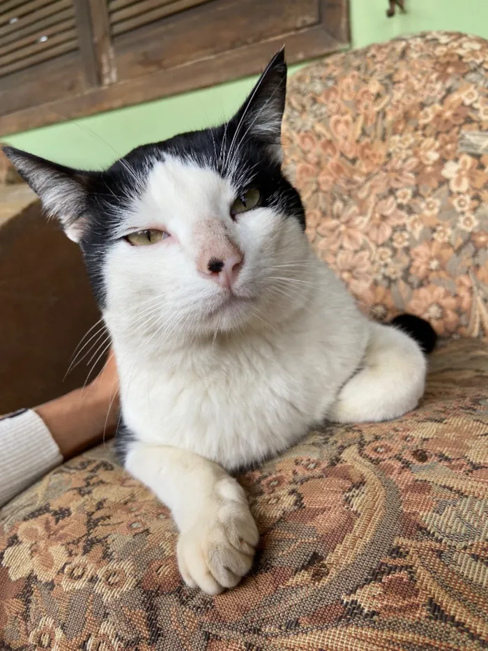 Gato raça SRD-ViraLata idade 2 anos nome Frajola 
