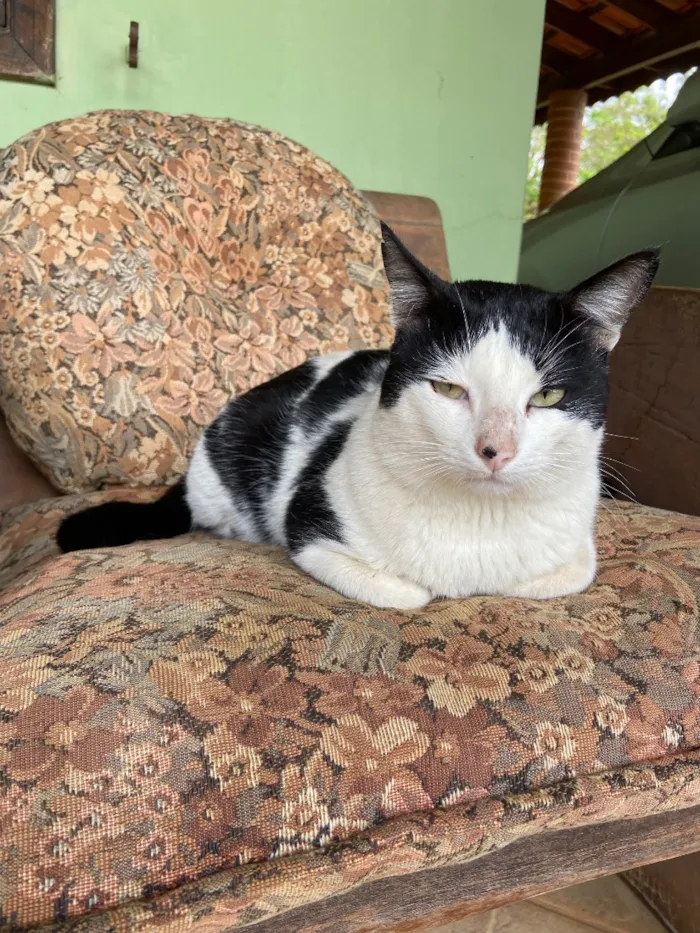 Gato raça SRD-ViraLata idade 2 anos nome Frajola 
