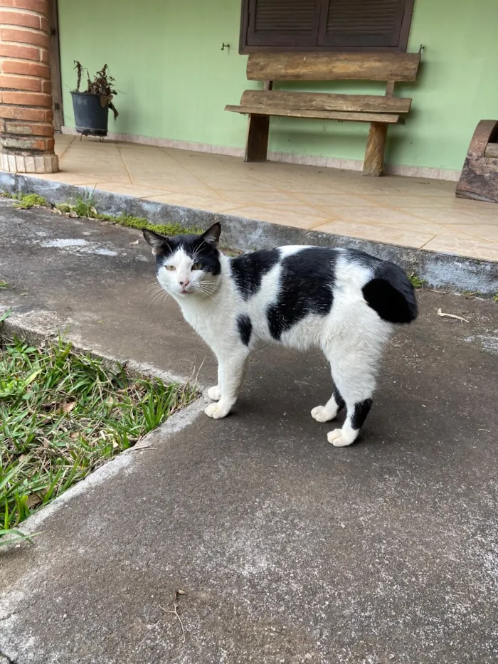 Gato raça SRD-ViraLata idade 2 anos nome Frajola 
