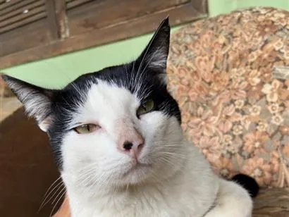 Gato raça SRD-ViraLata idade 2 anos nome Frajola 
