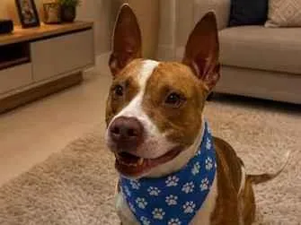 Cachorro raça Pit-Bull idade 2 anos nome Armani 