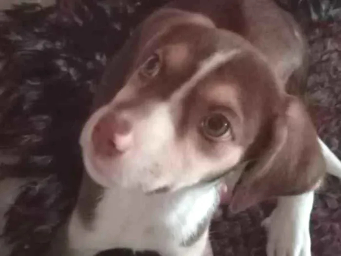 Cachorro raça SRD-ViraLata idade 2 a 6 meses nome Maya