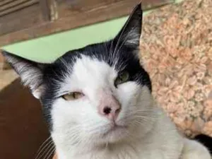 Gato raça SRD-ViraLata idade 2 anos nome Frajola 