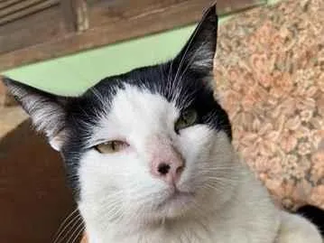 Gato raça SRD-ViraLata idade 2 anos nome Frajola 