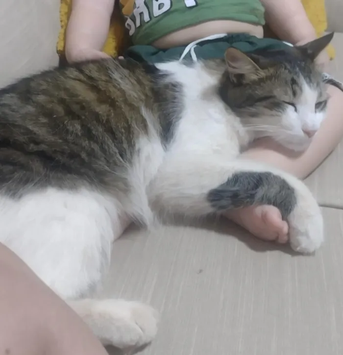 Gato raça SRD-ViraLata idade 3 anos nome Shazam