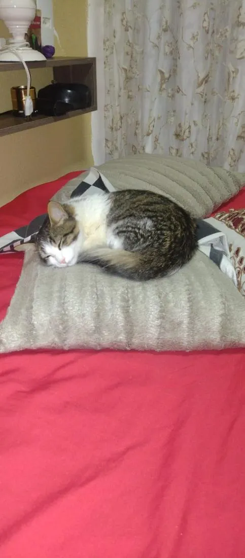 Gato raça SRD-ViraLata idade 3 anos nome Shazam