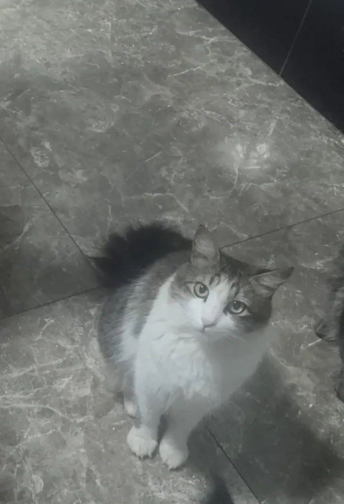 Gato raça SRD-ViraLata idade 3 anos nome Shazam