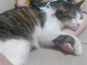 Gato raça SRD-ViraLata idade 3 anos nome Shazam