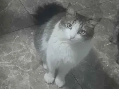 Gato raça SRD-ViraLata idade 3 anos nome Shazam