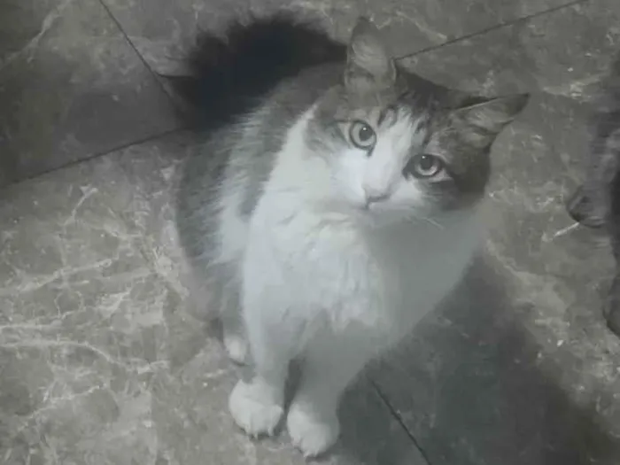 Gato raça SRD-ViraLata idade 3 anos nome Shazam