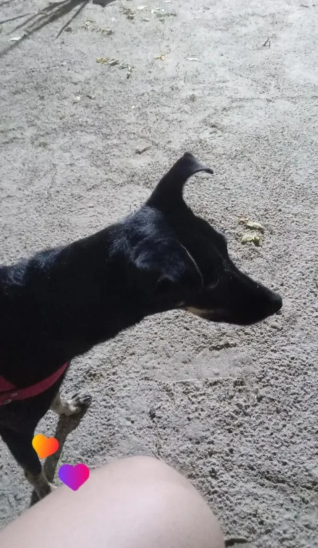 Cachorro raça SRD-ViraLata idade 5 anos nome Amora